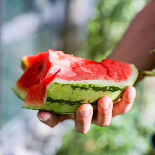 Shouhe small watermelon seeds, southern early spring ruby watermelon seeds, winter and spring sowing thin-skinned watermelon watermelon seeds (dry sand pulp) American 2k small watermelon seeds 20 pieces