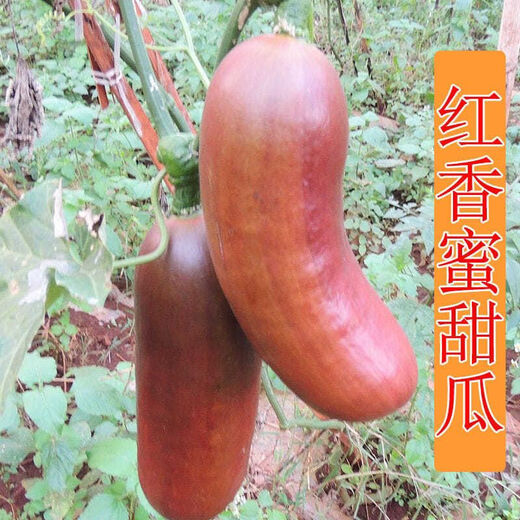 Ham melon seeds, super sweet red honey melon seeds, farm fruit and vegetable seeds, sown in four seasons, spring and autumn, stable yield, high quality seeds, one pack, 52 seeds in total