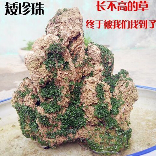 Rockery grass seed absorbs water, bonsai plant micro-landscape on stone, dwarf pearl grass can be kept green all year round, 4 kinds each, 1 pack, shipped in mixed packaging, 400 capsules