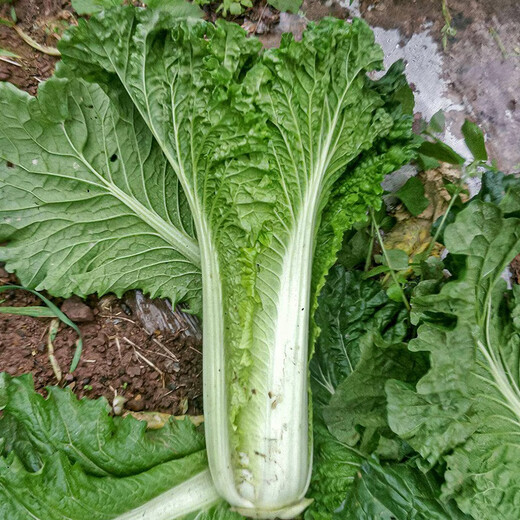 Shouhe Tianjin green hemp leaf Chinese cabbage seeds winter storage vegetable seeds field planting high stakes long summer and autumn green cabbage mussels Qisong Tianjin green hemp leaf cabbage seeds 10gx10