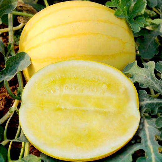 Dayu yellow skin watermelon seeds early maturing red flesh yellow heart yellow flesh extra sweet little phoenix potted plant Ansheng yellow beauty watermelon seeds 100 original