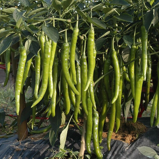 Hangzhou pepper seeds, pepper seeds, slightly spicy small peppers, potted plants on the balcony in spring and autumn, easy-to-grow vegetable seeds, Hangzhou pepper seeds, 1 pack, about 300 capsules