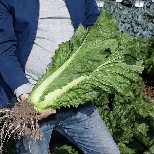Shouhe Tianjin green hemp leaf Chinese cabbage seeds winter storage vegetable seeds field planting high stakes long summer and autumn green cabbage mussels Qisong Tianjin green hemp leaf cabbage seeds 10gx10