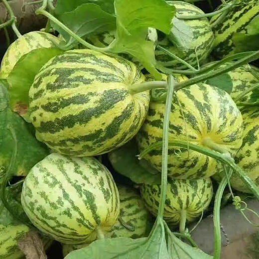 Emerald melon seeds, white thin-skinned cantaloupe seeds, four-season vegetable seeds, crispy melon seeds, early-ripening horn melons, one pack of each of 9 cantaloupe types, 38 capsules per pack + fertilizer