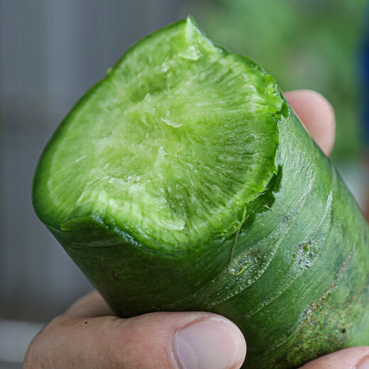 Shouhe radish seeds autumn sowing radish northern winter and spring fruit sowing vegetable seeds field planting seeds rapeseed rock sugar radish seeds 50g barrel