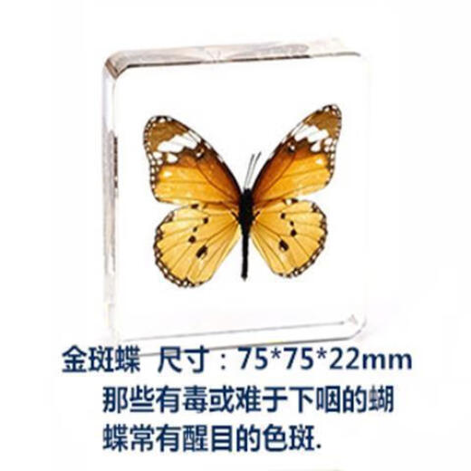 Shanye Butterfly Specimen Real Butterfly Butterfly Insect Animal Resin Specimen Box Natural Butterfly Ornament Photo Frame Decorative Fluorescent Yellow Brazilian Turtle