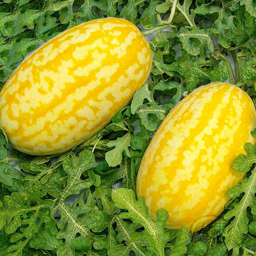 Shouhe Rock Sugar Kirin Watermelon Seed Seedlings Fruit Watermelon Seeds Southern Golden Beauty Yellow Skin Yellow Flesh Watermelon Seeds 100 capsules