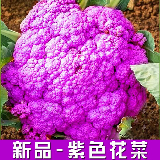 Broccoli seeds broccoli seeds loose cauliflower seeds cauliflower green cauliflower seeds four seasons vegetables original purple cauliflower seeds 4 bags (about 400 grains