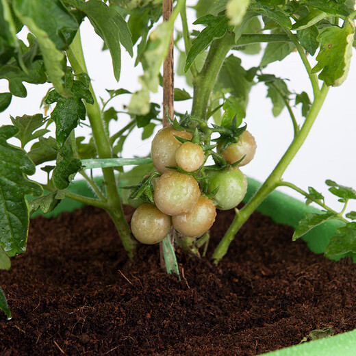 Manlife 2L imported general-purpose nutritional soil for growing flowers and vegetables, peat soil, rich tree planting soil, organic soil