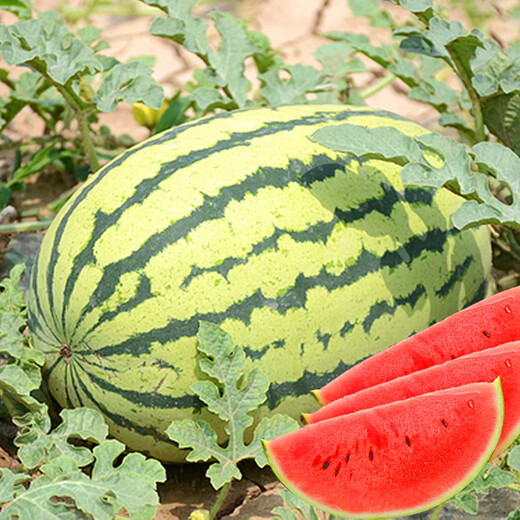 Dayu Lazy Man Watermelon Seed Seedlings Extra Large Suitable for Early Maturing Lazy People in the South 8424 Kirin Melon Meidu Seedless Fruits and Vegetables Green Emperor Lazy Man King Watermelon Seeds 50g canned