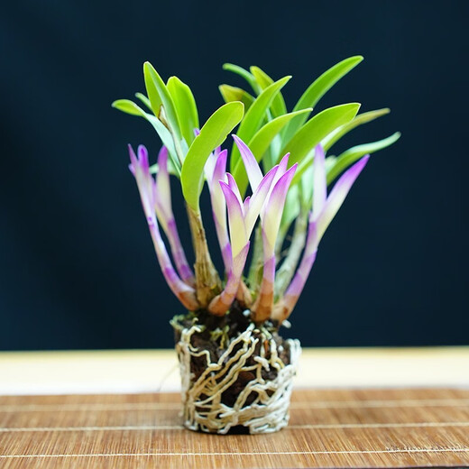 Liu Ge Orchid Colorful Perfume Dendrobium Orchid with buds in winter is good for growing green plants. Strong-scented Dendrobium flower potted green plants repel mosquitoes. 10 conjoined seedlings of colorful Dendrobium bloom in the current year with hydroponic pots.