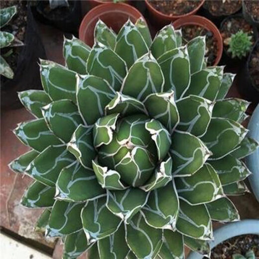 Agave family series of snow, auspicious crowns, five colors, and other succulent plants, garden potted plants, Maikele, snow, 14-15cm