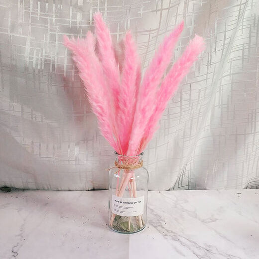 AIMAN dried flowers eucalyptus leaves Nordic style ins Nordic style small fresh living room ornaments diy home decoration ornaments SN Lover's grass a bunch without bottle 250g to dry