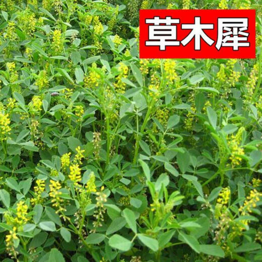 Cold grass, alfalfa, mignonette, perennial pasture seeds, northern and southern Stylosanthes nutritious, pig, cattle, sheep, chicken, duck grass seeds, alfalfa Jin Jin equal to 0.5 kg Default item