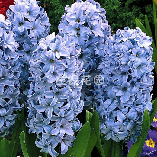 Zuojia Garden Imported 3 large hyacinth seed bulbs for hydroponics in the office, soil culture potted plants that bloom in winter and are easy for beginners to grow, 1 ball each of red, yellow, blue, white, pink and purple, a total of 6 balls, circumference 16-17cm