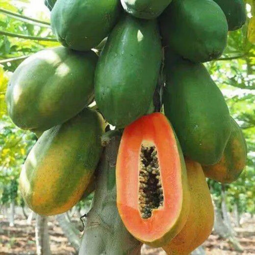 Papaya seeds Hainan red heart papaya rock sugar papaya papaya seeds balcony courtyard potted fruits and vegetables for four seasons sowing papaya seeds 10 capsules