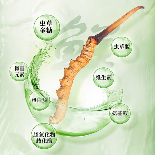 圣迪康藏2025年头茬新鲜冬虫夏草鲜虫草冷鲜空运送礼自用滋补礼品 0.6克/根 20根装