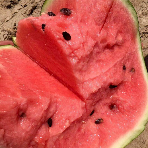 Shouhe Lazy Man Watermelon Seed Lazy Man King Melon Extra Large Spring No Pruning Lazy Man Fruit Seedling Southern Sweet Zaojia 8424 Watermelon Seed 30 capsules x 2 bags