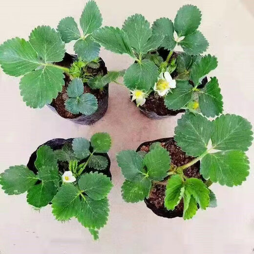 Strawberry seedlings shipped from original soil, flowering and big fruit, cream strawberry seedlings for four seasons, wholesale of current year fruit plug seedlings, 6 Ningyu strawberries, shipped from original soil + fertilizer