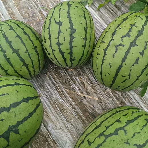 Shouhe small watermelon seeds, southern early spring ruby watermelon seeds, winter and spring sowing thin-skinned watermelon watermelon seeds (dry sand pulp) American 2k small watermelon seeds 20 pieces