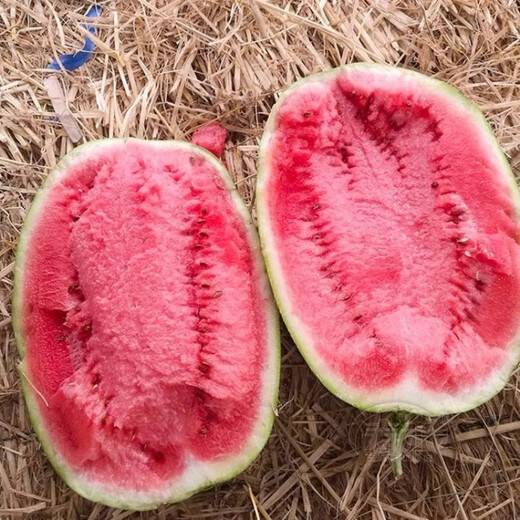 Jincheng No. 5 Sweet King Watermelon Seed Seed High Yield Black Skin Jingxin Fruit Giant Extra Large Four Seasons Lazy Man Super Jincheng No. 5 30 capsules, really sweet, really big, really