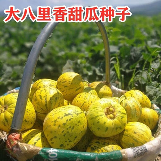 Balixiang fragrant melon seeds, a complete collection of seeds from the south and the north, special sweet melons, early maturing, high yield, and sweet all year round. Balixiang seeds/pack, about 100 seeds, 5 packs