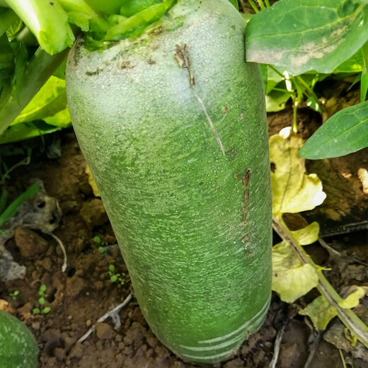 Shouhe radish seeds autumn sowing radish northern winter and spring fruit sowing vegetable seeds field planting seeds rapeseed rock sugar radish seeds 50g barrel