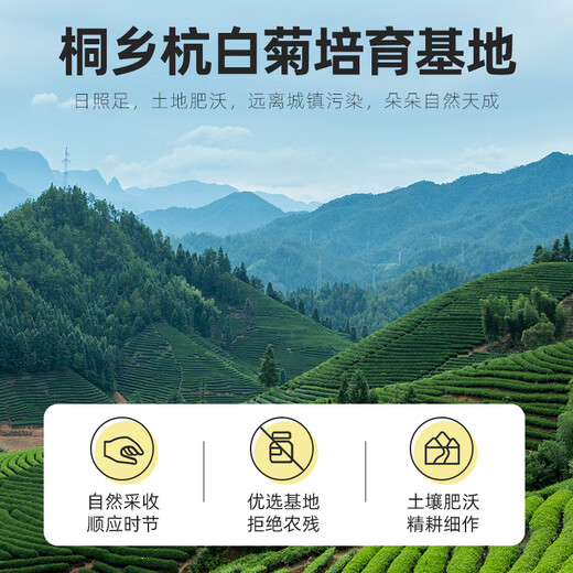 Qilixiang Fetal Chrysanthemum 80g Chrysanthemum Tea Herbal Tea Hangzhou White Chrysanthemum Buds Wolfberry Honeysuckle Cassia Seed Tea Soaked in Water for Health Care