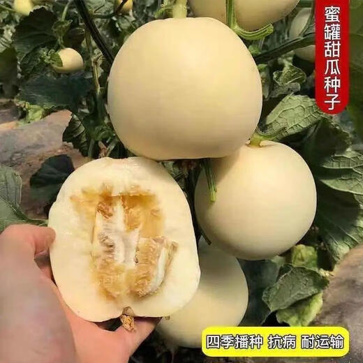 Emerald melon seeds, white thin-skinned cantaloupe seeds, four-season vegetable seeds, crispy melon seeds, early-ripening horn melons, one pack of each of 9 cantaloupe types, 38 capsules per pack + fertilizer