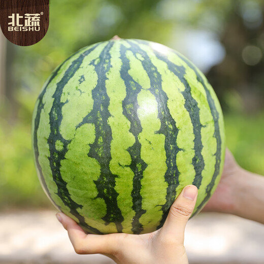 Beishu watermelon seed seedlings Kirin 8424 sweet crisp potted watermelon seeds rock sugar Kirin melon seeds about 800 barrels