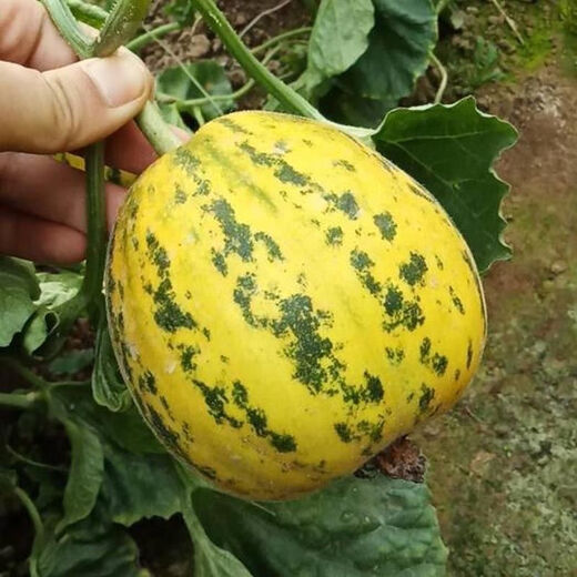 Balixiang fragrant melon seeds, a complete collection of seeds from the south and the north, special sweet melons, early maturing, high yield, and sweet all year round. Balixiang seeds/pack, about 100 seeds, 5 packs