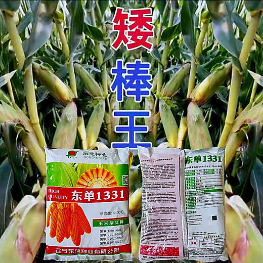 Original stable yield and disease-resistant Dongdan 1331 corn seeds East Asian small steel cannon corn seeds five countries approved corn original factory bag quality Dongdan 1331 Dongdan 1331 4400 grains x5 bags - standard 5 acres of land