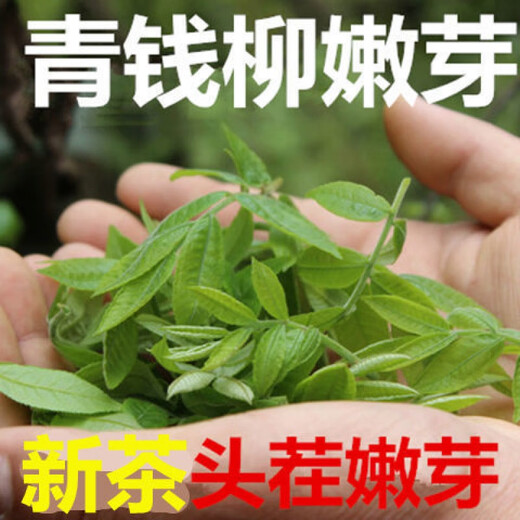 Peking Tongrentang Rohstoffe, grünes Geld Willow Tee, zarte Knospen, authentische ursprüngliche alte Bäume, Zhangjiajie, Qingjin Money Willow neue Tender -Knospen, grünes Geld, grüne Geld Willow -Knospen, 300 Gramm