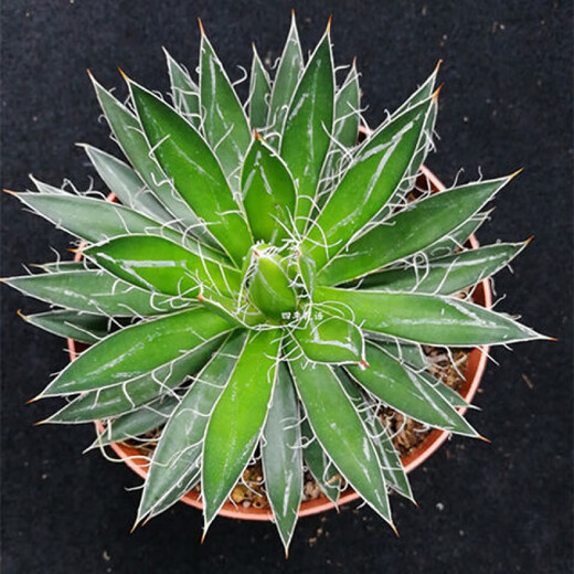 Agave family series of snow, auspicious crowns, five colors, and other succulent plants, garden potted plants, Maikele, snow, 14-15cm