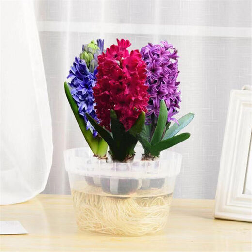 Zuojia Garden Imported 3 large hyacinth seed bulbs for hydroponics in the office, soil culture potted plants that bloom in winter and are easy for beginners to grow, 1 ball each of red, yellow, blue, white, pink and purple, a total of 6 balls, circumference 16-17cm