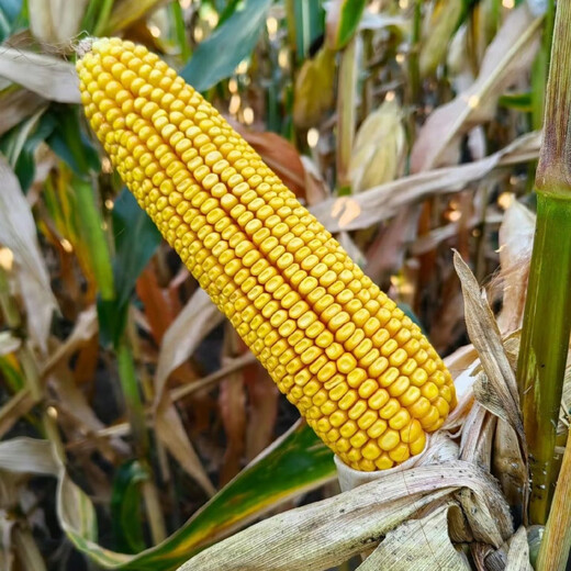 New species in stock, nationally approved original Qiangshuo 68 corn seeds, high-yield corn seeds, drought-resistant pioneer, high-yielding, drought-resistant, not bald. New species in stock, original nationally approved Qiangshuo 68 4200 grains 1 bag