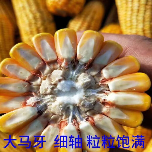 New species Yufeng 303 Yufeng 308 high-yielding corn seeds, lodging-resistant, short-stemmed, national-approved large-stick corn seeds, national-approved original Yufeng 303, 4200 grains in a bag (random packaging)