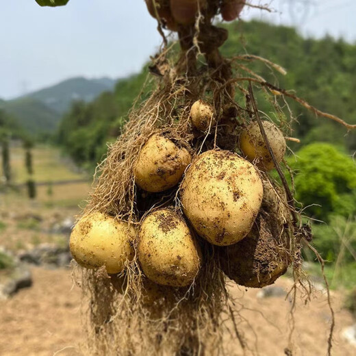 Jingdida Shandong small potatoes net weight 9Jin Jin is equal to 0.5kg, single fruit is more than 100g, fresh vegetables, potatoes, straight from the source
