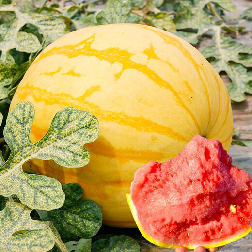 Dayu Yellow Heart Watermelon Seeds Collection Early Mature Yellow Skin Red Flesh Yellow Flesh Special Xiaofeng Watermelon Seeds Southern Fruit Red Beauty Yellow Skin Red Flesh Watermelon Seeds 100 capsules