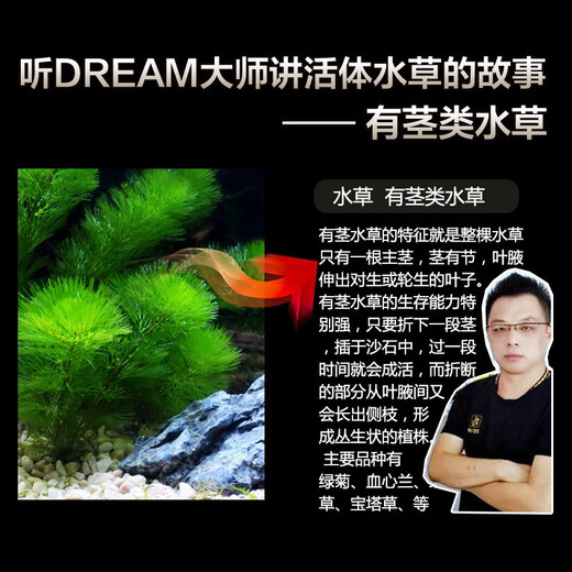 Yunfeng Hairui Water Grass Living Lazy Grass Fish Tank Landscape Living Water Grass Set Fish Tank Water Grass has stems and middle back scene real water grass [Good and easy to live] Red Butterfly (5 groups)