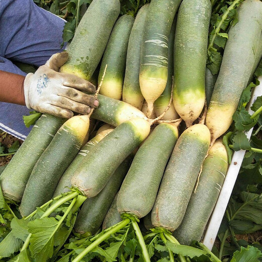 Shouhe radish seeds autumn sowing radish northern winter and spring fruit sowing vegetable seeds field planting seeds rapeseed rock sugar radish seeds 50g barrel