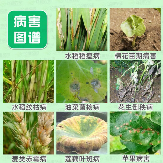 Guoguang Carbendazim plant flowers and vegetables household fungicide rose succulent black spot succulent bituminous black rot anther 50g