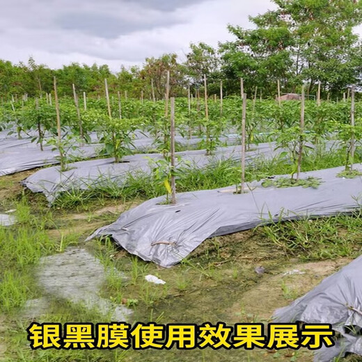 Silver and black two-color mulch film, new material, thickened insect-proof reflective mulch film, weeding film, thermal insulation agricultural mulch film, silver black 5Jin Jin equals 0.5kg 1.2 wire thick 0.6m wide 260m long