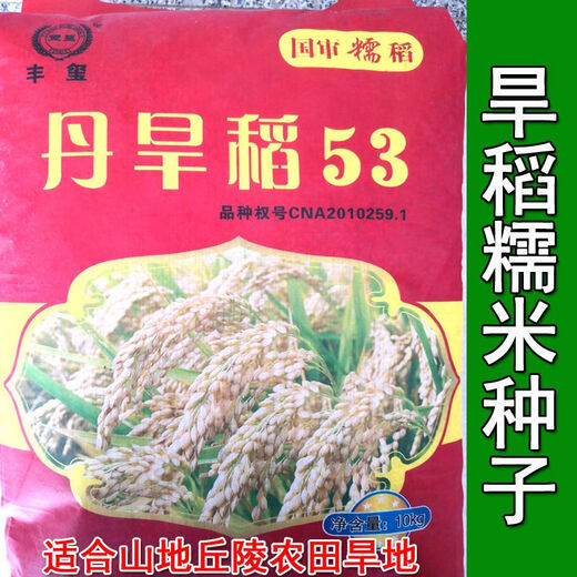 旱稻种子 郑旱10号 亩产千斤 籼稻 洛稻998 稻谷直播稻常规稻种子 郑旱十号500克