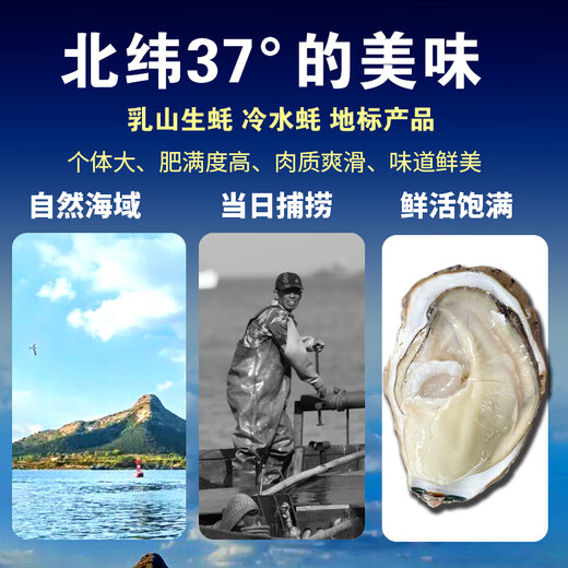 Popular Rushan Oysters, Fresh Oysters, Extra Large Seafood Oysters, 5 Jin Jin is equal to 0.5 kg, whole box of fresh oysters, 4 Jin Jin is equal to 0.5 kg, 3XL size, 10-16 pcs