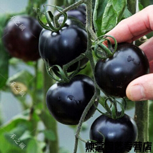 Chunzhiyun Black Crystal Special Tomato Seeds grow well and are transportable Black Tomato Small Tomato Cherry Tomato Vegetable Seeds Black Crystal 20 capsules
