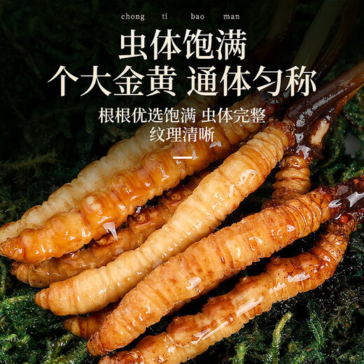 
30 fresh Cordyceps sinensis in Fudonghai (freshly harvested and air freighted by cold chain) about 0.6-0.8 grams to keep fresh throughout the process