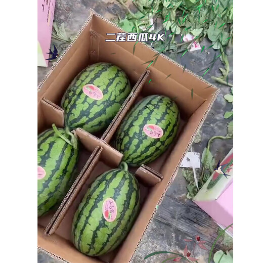 Ganmei 4K Watermelon Seeds Ganmei Watermelon Seeds Four Seasons High Yield Medium Mature Oval Dry Sand Pulp Thin Skin Watermelon Seeds Ganmei 20 capsules