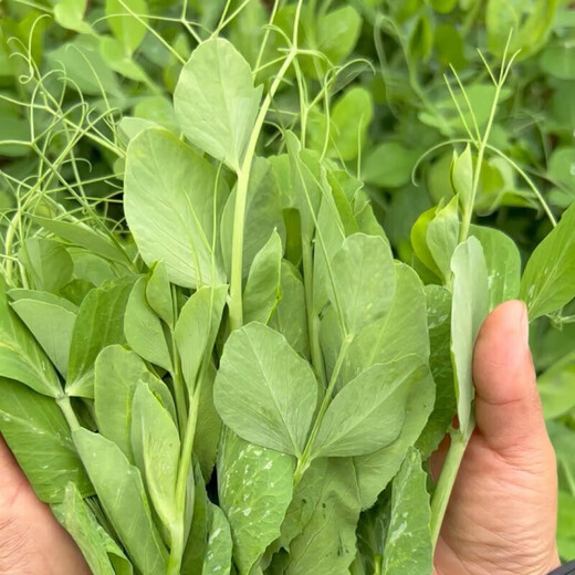 Graines de pois fushunde, graines de pointe de pois frais, graines de graines vertes printemps et automne, plantes en pot au balcon, graines de graines de pois spéciales [une pendant dix jours] # * 15932 Seeds d'origine améliorés ::: 2