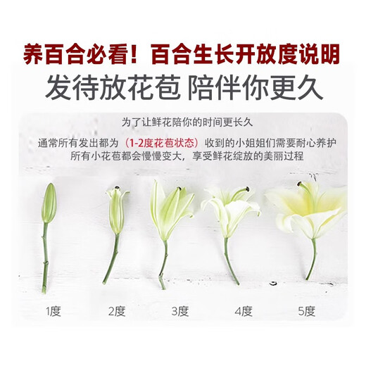 Jimmy Deer rare orange lily flowers, 10 orange lilies + get 2 free, fresh cut bouquets from Yunnan base sent directly from the source